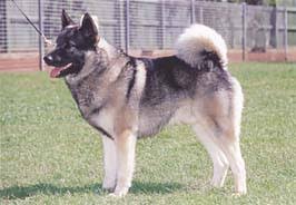 犬を家族に迎える前に